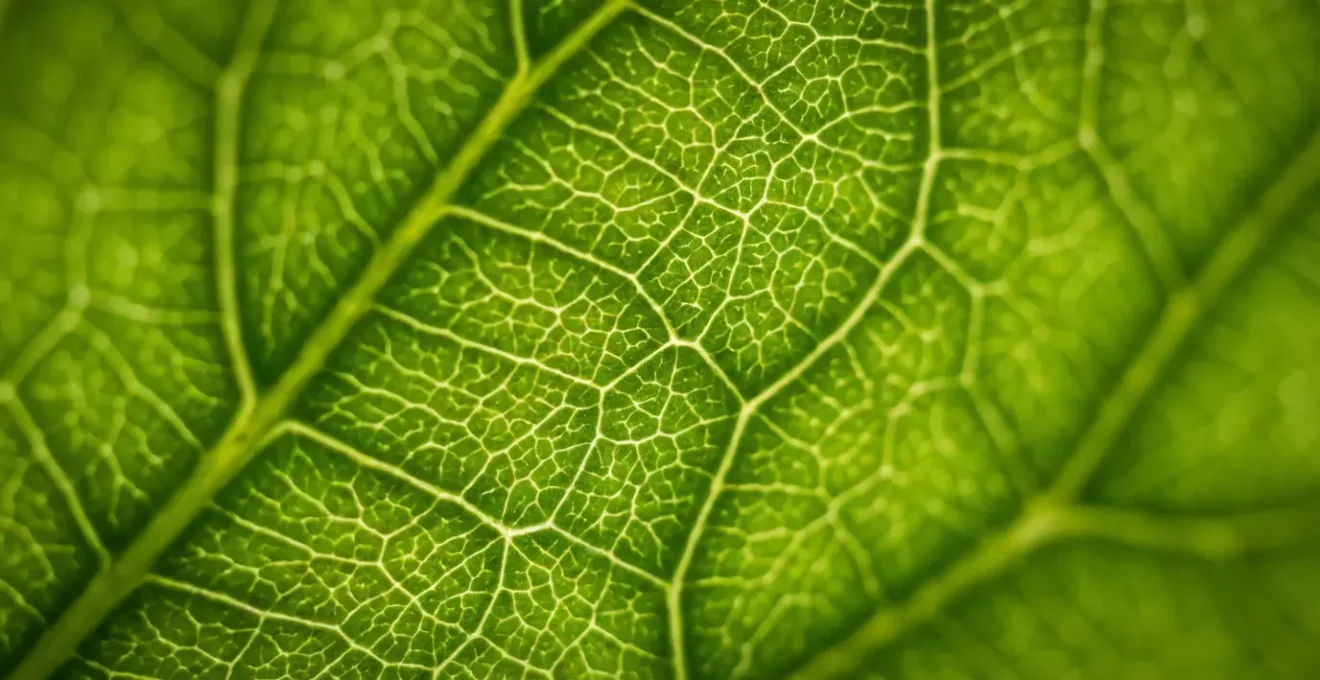 Vue macro de nervures de feuilles créant des motifs fractals naturels