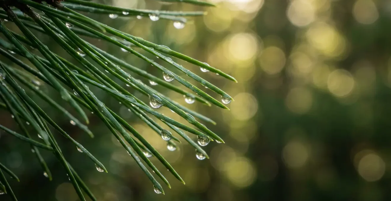 Gros plan sur des aiguilles de pin pyrénéen avec gouttes de rosée captant la lumière