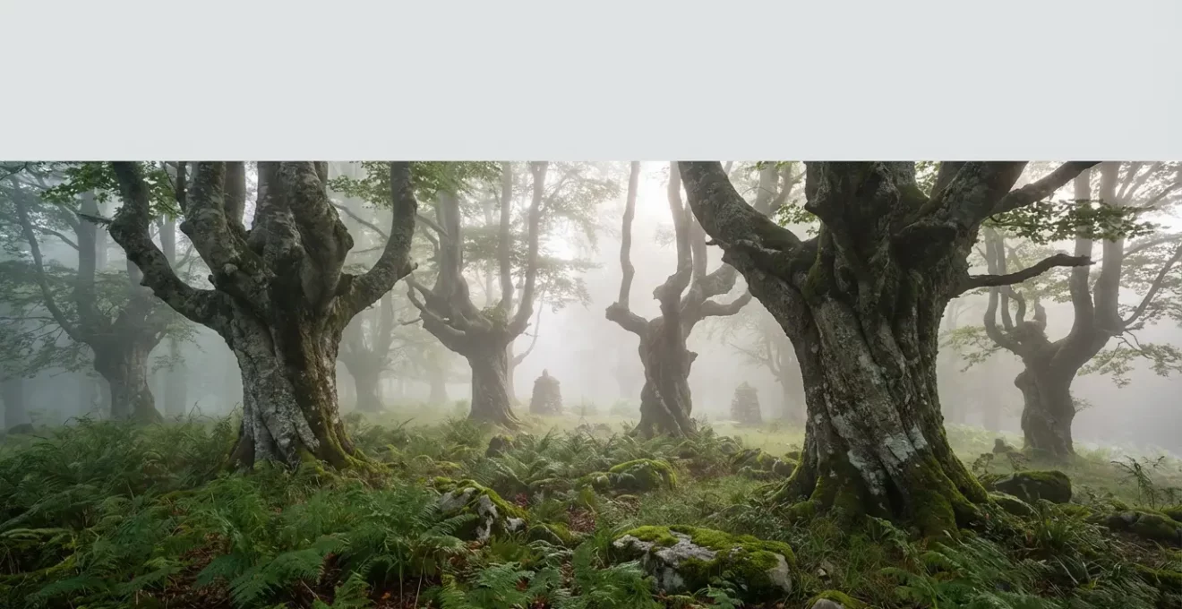 Hêtraie monumentale d'Iraty avec hêtres tortillards centenaires dans la brume matinale