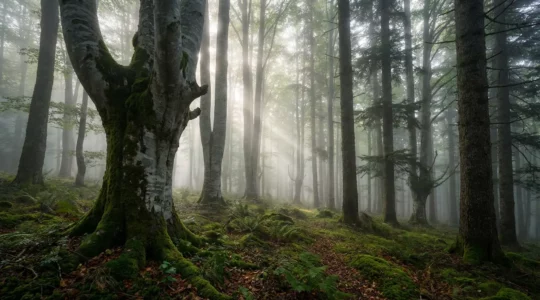 Forêt de hêtres et sapins dans la brume automnale des Pyrénées avec troncs majestueux